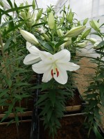 [5321 Magriet Slijkerman VWS No02.JPG]